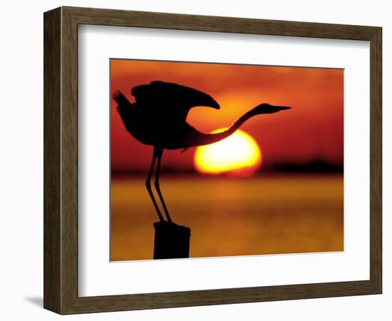 Silhouette of Great Blue Heron Stretching Neck at Sunset, Fort De Soto Park, St. Petersburg-Arthur Morris.-Framed Photographic Print