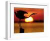 Silhouette of Great Blue Heron Stretching Neck at Sunset, Fort De Soto Park, St. Petersburg-Arthur Morris.-Framed Photographic Print