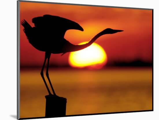 Silhouette of Great Blue Heron Stretching Neck at Sunset, Fort De Soto Park, St. Petersburg-Arthur Morris.-Mounted Photographic Print