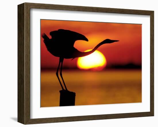 Silhouette of Great Blue Heron Stretching Neck at Sunset, Fort De Soto Park, St. Petersburg-Arthur Morris.-Framed Photographic Print