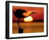 Silhouette of Great Blue Heron Stretching Neck at Sunset, Fort De Soto Park, St. Petersburg-Arthur Morris.-Framed Photographic Print