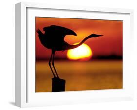 Silhouette of Great Blue Heron Stretching Neck at Sunset, Fort De Soto Park, St. Petersburg-Arthur Morris.-Framed Photographic Print