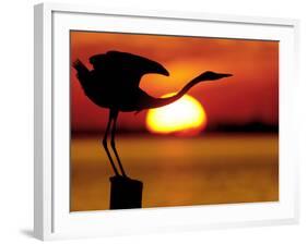 Silhouette of Great Blue Heron Stretching Neck at Sunset, Fort De Soto Park, St. Petersburg-Arthur Morris.-Framed Photographic Print