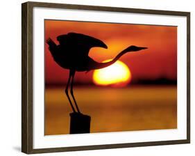 Silhouette of Great Blue Heron Stretching Neck at Sunset, Fort De Soto Park, St. Petersburg-Arthur Morris.-Framed Photographic Print