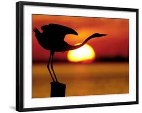 Silhouette of Great Blue Heron Stretching Neck at Sunset, Fort De Soto Park, St. Petersburg-Arthur Morris.-Framed Photographic Print