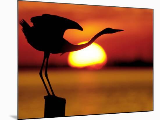 Silhouette of Great Blue Heron Stretching Neck at Sunset, Fort De Soto Park, St. Petersburg-Arthur Morris.-Mounted Photographic Print