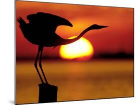 Silhouette of Great Blue Heron Stretching Neck at Sunset, Fort De Soto Park, St. Petersburg-Arthur Morris.-Mounted Photographic Print