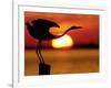 Silhouette of Great Blue Heron Stretching Neck at Sunset, Fort De Soto Park, St. Petersburg-Arthur Morris.-Framed Photographic Print