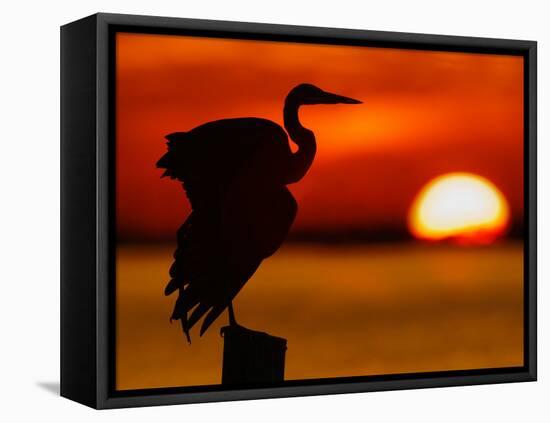 Silhouette of Great Blue Heron Stretching Wings at Sunset, Fort De Soto Park, St. Petersburg-Arthur Morris.-Framed Stretched Canvas