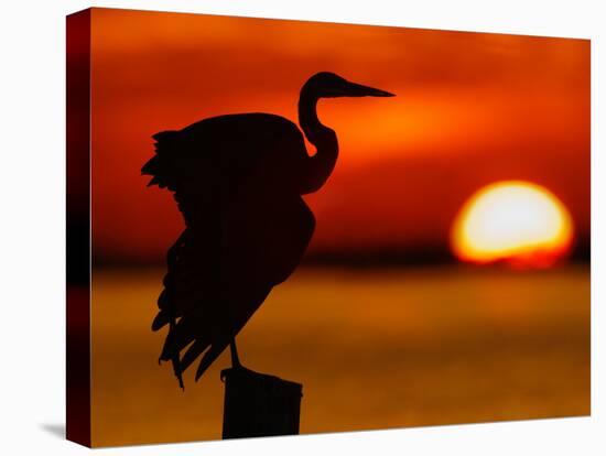 Silhouette of Great Blue Heron Stretching Wings at Sunset, Fort De Soto Park, St. Petersburg-Arthur Morris.-Stretched Canvas