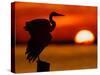 Silhouette of Great Blue Heron Stretching Wings at Sunset, Fort De Soto Park, St. Petersburg-Arthur Morris.-Stretched Canvas