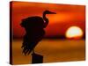 Silhouette of Great Blue Heron Stretching Wings at Sunset, Fort De Soto Park, St. Petersburg-Arthur Morris.-Stretched Canvas