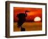 Silhouette of Great Blue Heron Stretching Wings at Sunset, Fort De Soto Park, St. Petersburg-Arthur Morris.-Framed Photographic Print