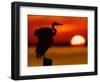 Silhouette of Great Blue Heron Stretching Wings at Sunset, Fort De Soto Park, St. Petersburg-Arthur Morris.-Framed Photographic Print