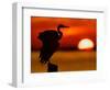 Silhouette of Great Blue Heron Stretching Wings at Sunset, Fort De Soto Park, St. Petersburg-Arthur Morris.-Framed Photographic Print