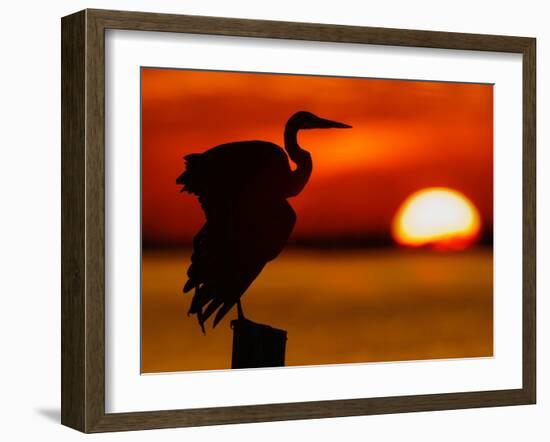 Silhouette of Great Blue Heron Stretching Wings at Sunset, Fort De Soto Park, St. Petersburg-Arthur Morris.-Framed Photographic Print