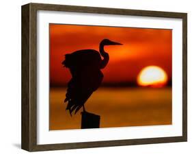 Silhouette of Great Blue Heron Stretching Wings at Sunset, Fort De Soto Park, St. Petersburg-Arthur Morris.-Framed Photographic Print