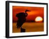 Silhouette of Great Blue Heron Stretching Wings at Sunset, Fort De Soto Park, St. Petersburg-Arthur Morris.-Framed Photographic Print