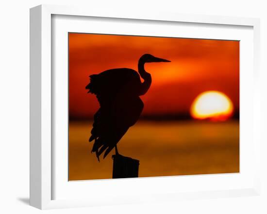 Silhouette of Great Blue Heron Stretching Wings at Sunset, Fort De Soto Park, St. Petersburg-Arthur Morris.-Framed Photographic Print