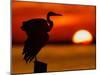 Silhouette of Great Blue Heron Stretching Wings at Sunset, Fort De Soto Park, St. Petersburg-Arthur Morris.-Mounted Photographic Print