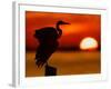 Silhouette of Great Blue Heron Stretching Wings at Sunset, Fort De Soto Park, St. Petersburg-Arthur Morris.-Framed Photographic Print