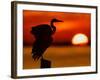 Silhouette of Great Blue Heron Stretching Wings at Sunset, Fort De Soto Park, St. Petersburg-Arthur Morris.-Framed Photographic Print