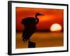 Silhouette of Great Blue Heron Stretching Wings at Sunset, Fort De Soto Park, St. Petersburg-Arthur Morris.-Framed Photographic Print