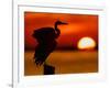 Silhouette of Great Blue Heron Stretching Wings at Sunset, Fort De Soto Park, St. Petersburg-Arthur Morris.-Framed Photographic Print