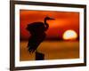 Silhouette of Great Blue Heron Stretching Wings at Sunset, Fort De Soto Park, St. Petersburg-Arthur Morris.-Framed Photographic Print