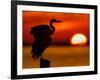 Silhouette of Great Blue Heron Stretching Wings at Sunset, Fort De Soto Park, St. Petersburg-Arthur Morris.-Framed Photographic Print