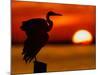 Silhouette of Great Blue Heron Stretching Wings at Sunset, Fort De Soto Park, St. Petersburg-Arthur Morris.-Mounted Photographic Print