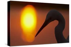 Silhouette of Great Egret (Ardea Alba) at Sunset, Pusztaszer, Hungary, May 2008-Varesvuo-Stretched Canvas