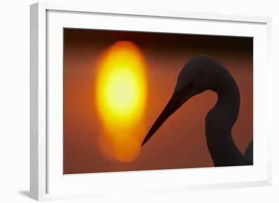 Silhouette of Great Egret (Ardea Alba) at Sunset, Pusztaszer, Hungary, May 2008-Varesvuo-Framed Photographic Print