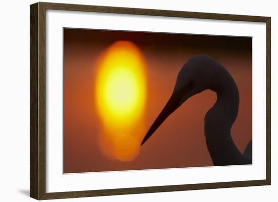 Silhouette of Great Egret (Ardea Alba) at Sunset, Pusztaszer, Hungary, May 2008-Varesvuo-Framed Photographic Print