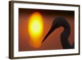 Silhouette of Great Egret (Ardea Alba) at Sunset, Pusztaszer, Hungary, May 2008-Varesvuo-Framed Photographic Print