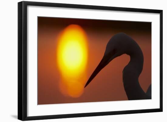 Silhouette of Great Egret (Ardea Alba) at Sunset, Pusztaszer, Hungary, May 2008-Varesvuo-Framed Photographic Print