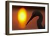 Silhouette of Great Egret (Ardea Alba) at Sunset, Pusztaszer, Hungary, May 2008-Varesvuo-Framed Photographic Print