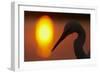 Silhouette of Great Egret (Ardea Alba) at Sunset, Pusztaszer, Hungary, May 2008-Varesvuo-Framed Photographic Print