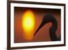 Silhouette of Great Egret (Ardea Alba) at Sunset, Pusztaszer, Hungary, May 2008-Varesvuo-Framed Photographic Print