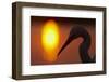 Silhouette of Great Egret (Ardea Alba) at Sunset, Pusztaszer, Hungary, May 2008-Varesvuo-Framed Photographic Print