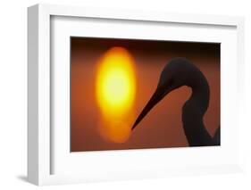 Silhouette of Great Egret (Ardea Alba) at Sunset, Pusztaszer, Hungary, May 2008-Varesvuo-Framed Photographic Print