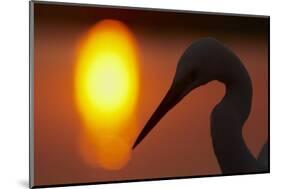Silhouette of Great Egret (Ardea Alba) at Sunset, Pusztaszer, Hungary, May 2008-Varesvuo-Mounted Photographic Print