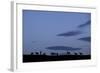 Silhouette of Herd of Female Red Deer (Cervus Elaphus) on Ridge at Dawn, Caithness, Scotland, UK-Peter Cairns-Framed Photographic Print