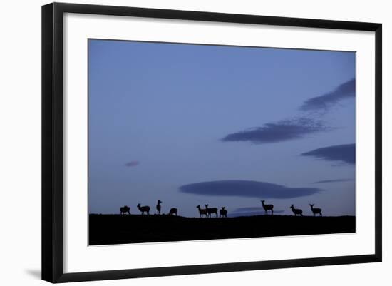 Silhouette of Herd of Female Red Deer (Cervus Elaphus) on Ridge at Dawn, Caithness, Scotland, UK-Peter Cairns-Framed Photographic Print