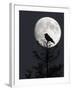 Silhouette of Hooded Crow (Corvus Cornix) Against Full Moon, Helsinki, Finland, December-Markus Varesvuo-Framed Photographic Print