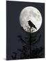 Silhouette of Hooded Crow (Corvus Cornix) Against Full Moon, Helsinki, Finland, December-Markus Varesvuo-Mounted Photographic Print