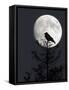 Silhouette of Hooded Crow (Corvus Cornix) Against Full Moon, Helsinki, Finland, December-Markus Varesvuo-Framed Stretched Canvas