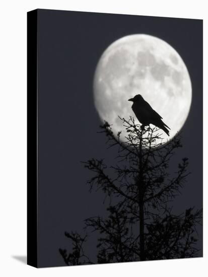 Silhouette of Hooded Crow (Corvus Cornix) Against Full Moon, Helsinki, Finland, December-Markus Varesvuo-Stretched Canvas