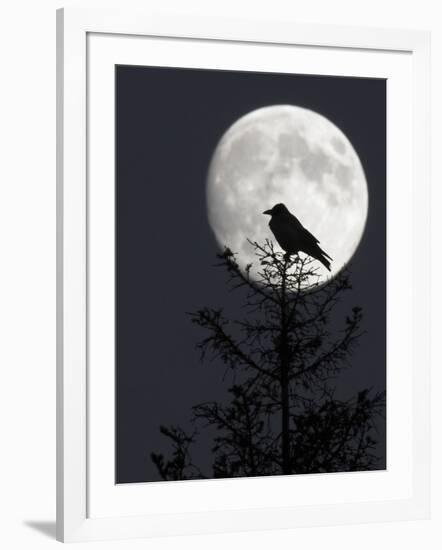 Silhouette of Hooded Crow (Corvus Cornix) Against Full Moon, Helsinki, Finland, December-Markus Varesvuo-Framed Photographic Print