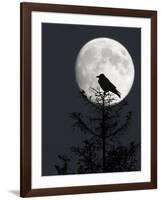 Silhouette of Hooded Crow (Corvus Cornix) Against Full Moon, Helsinki, Finland, December-Markus Varesvuo-Framed Photographic Print